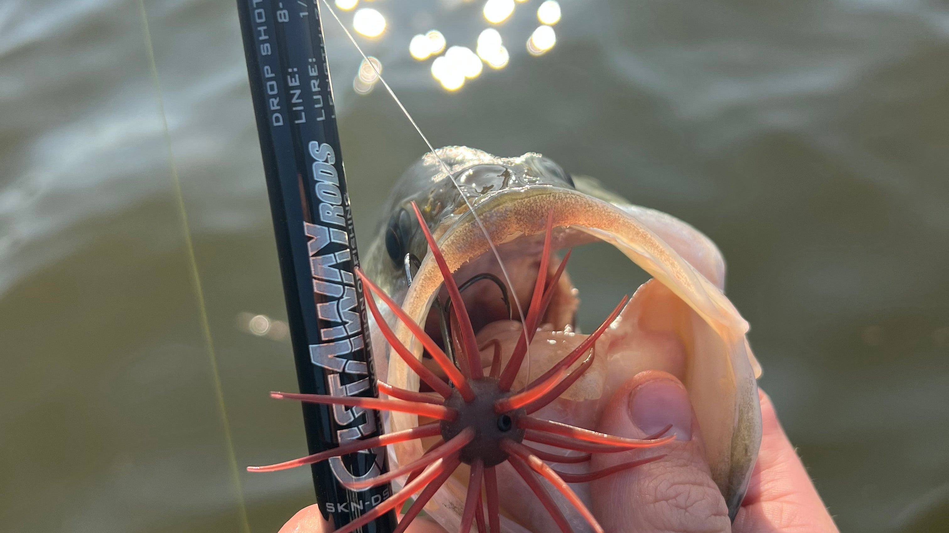 Sea Urchin Bait